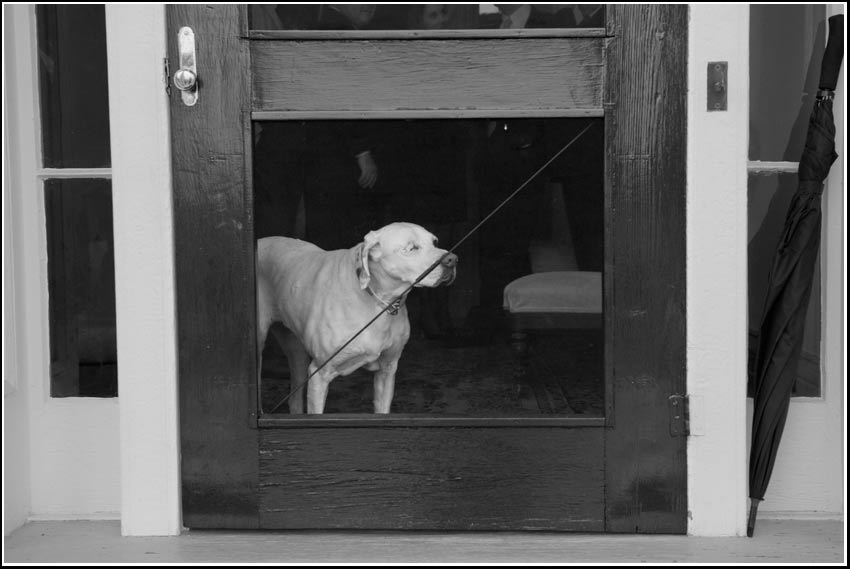 Argus The Dog