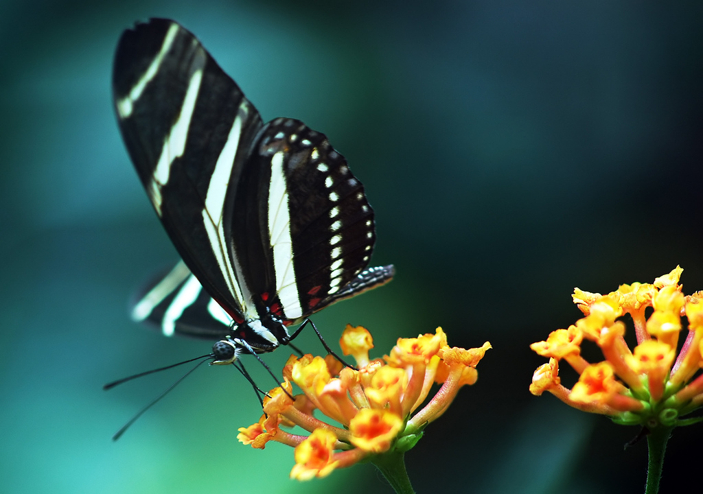 Desktop Wallpaper Free Download
