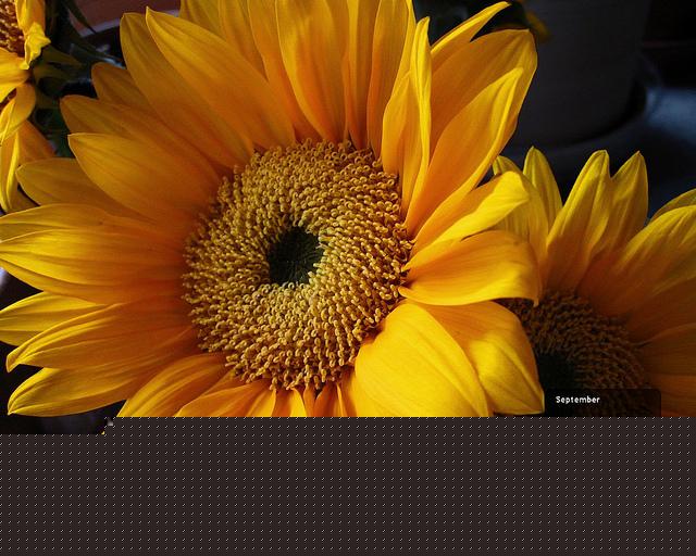 Desktop Wallpaper Full Size Download Free