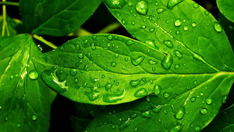 Desktop Wallpaper Hd Nature