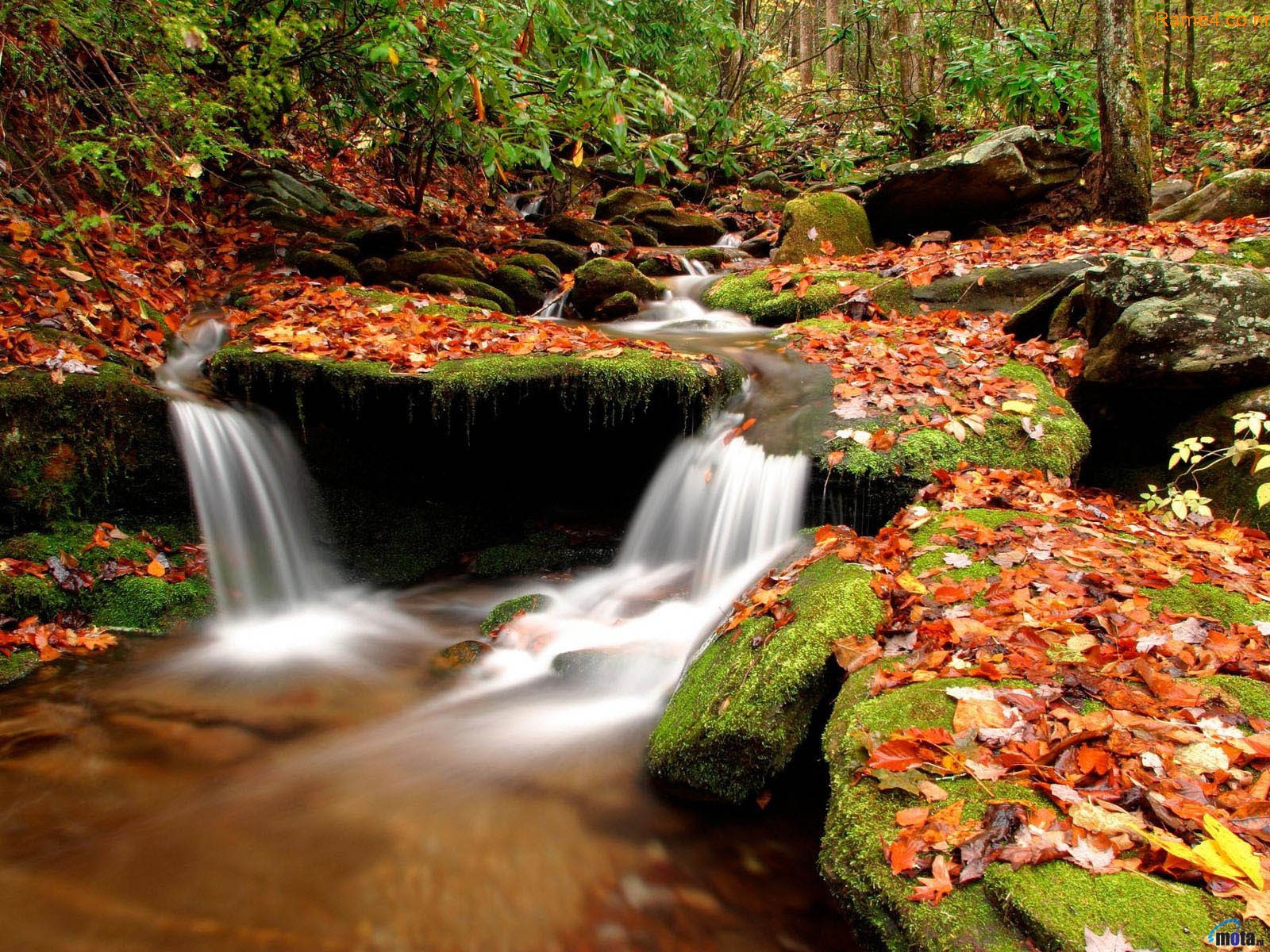 Desktop Wallpaper Nature