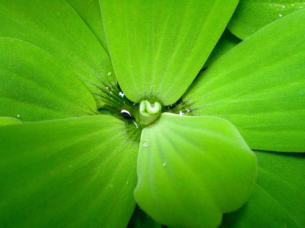 Desktop Wallpaper Nature Green