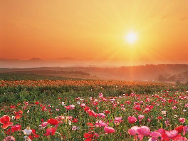 Desktop Wallpaper Nature Hd