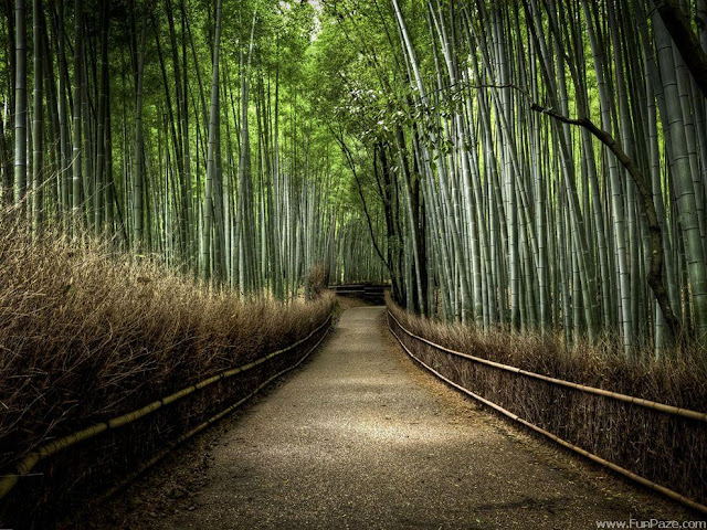 Desktop Wallpaper Nature Hd
