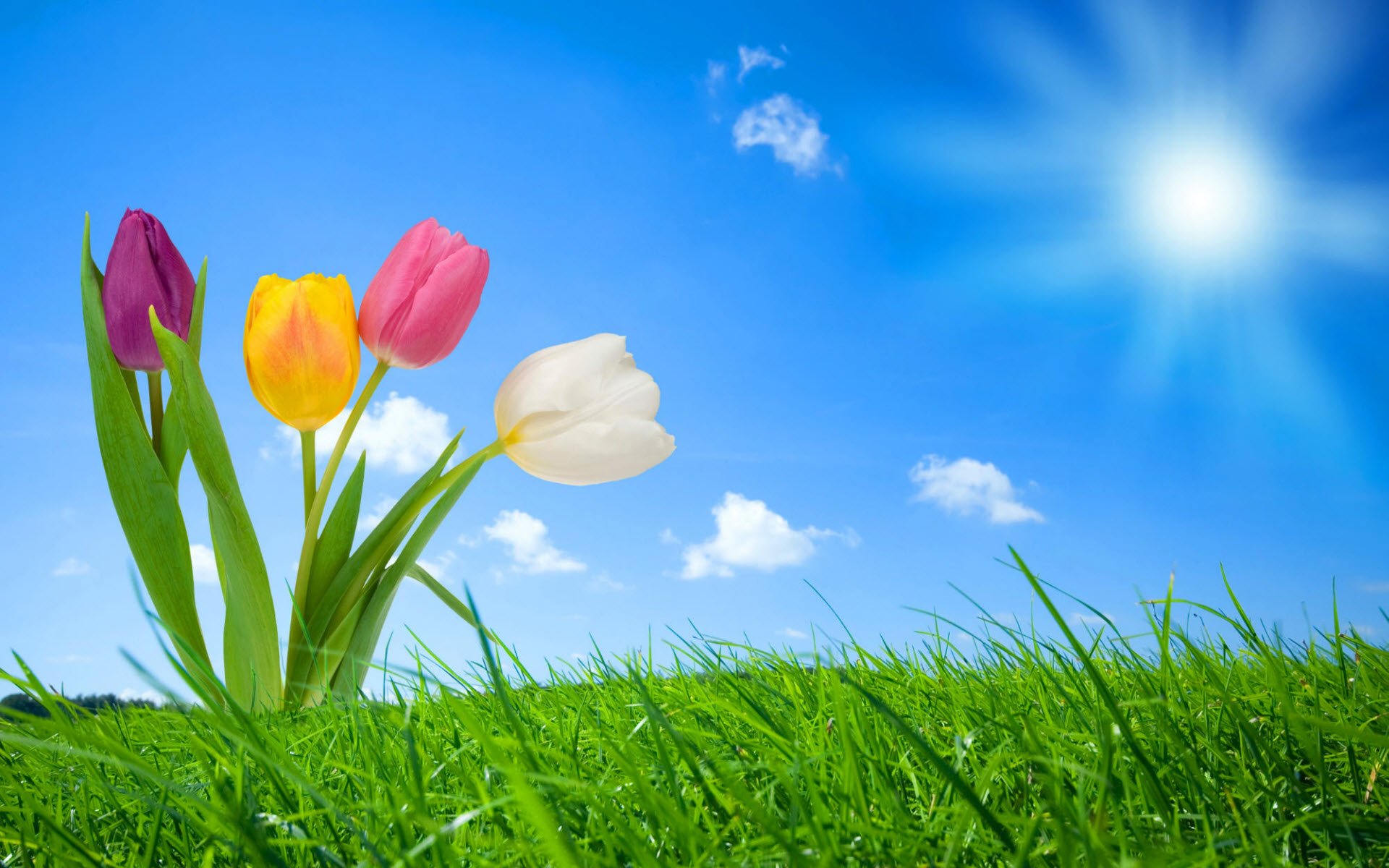 Desktop Wallpaper Nature Hd