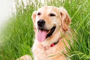 Dog Tick Infestation In Home