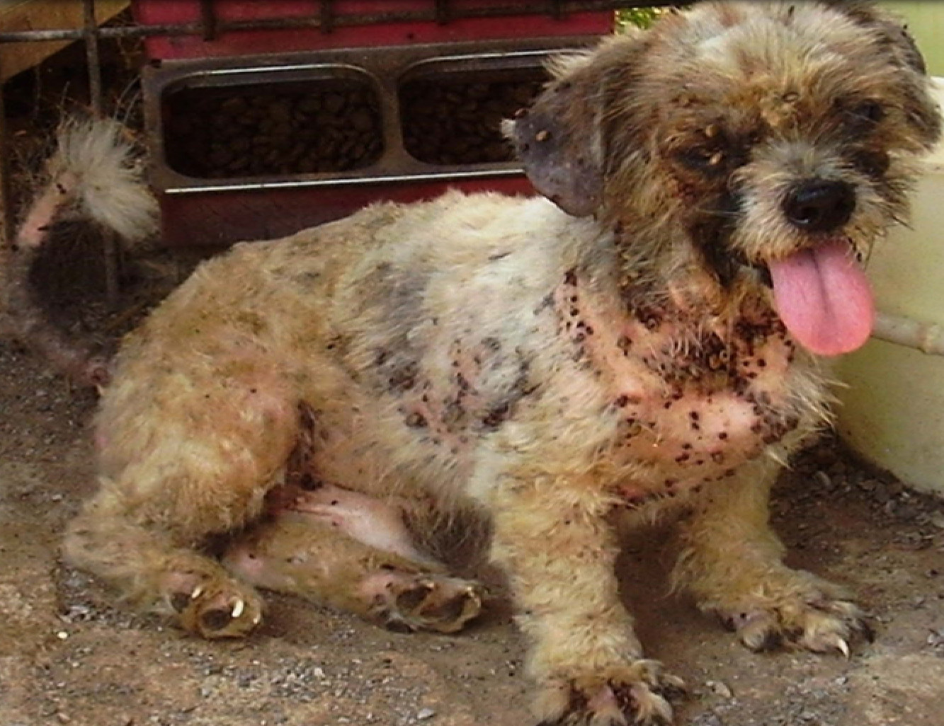 Dog Tick Infestation In Home