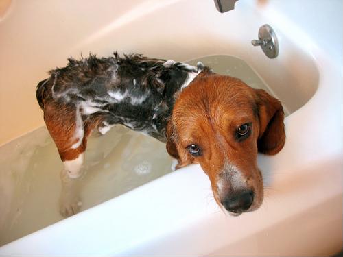 Dog Tick Infestation In Home
