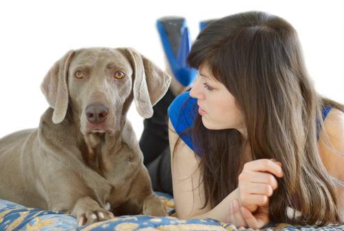 Dog Tick Infestation In Home
