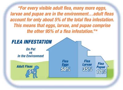 Dog Tick Infestation In Home