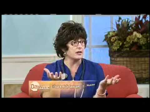 Dog Tick Infestation Treatment