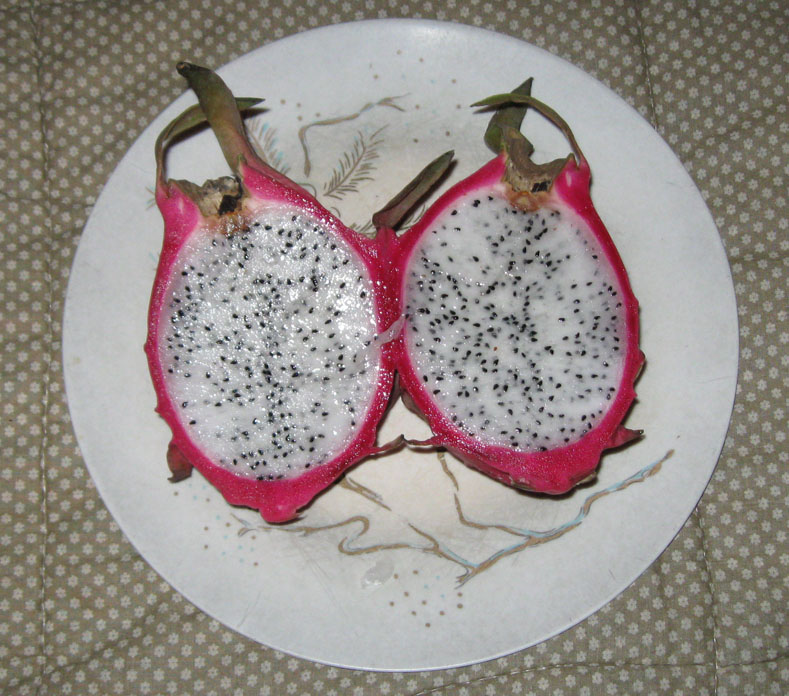 Dragon Fruit Drawing