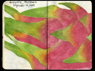 Dragon Fruit Drawing