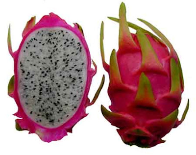 Dragon Fruit Drawing