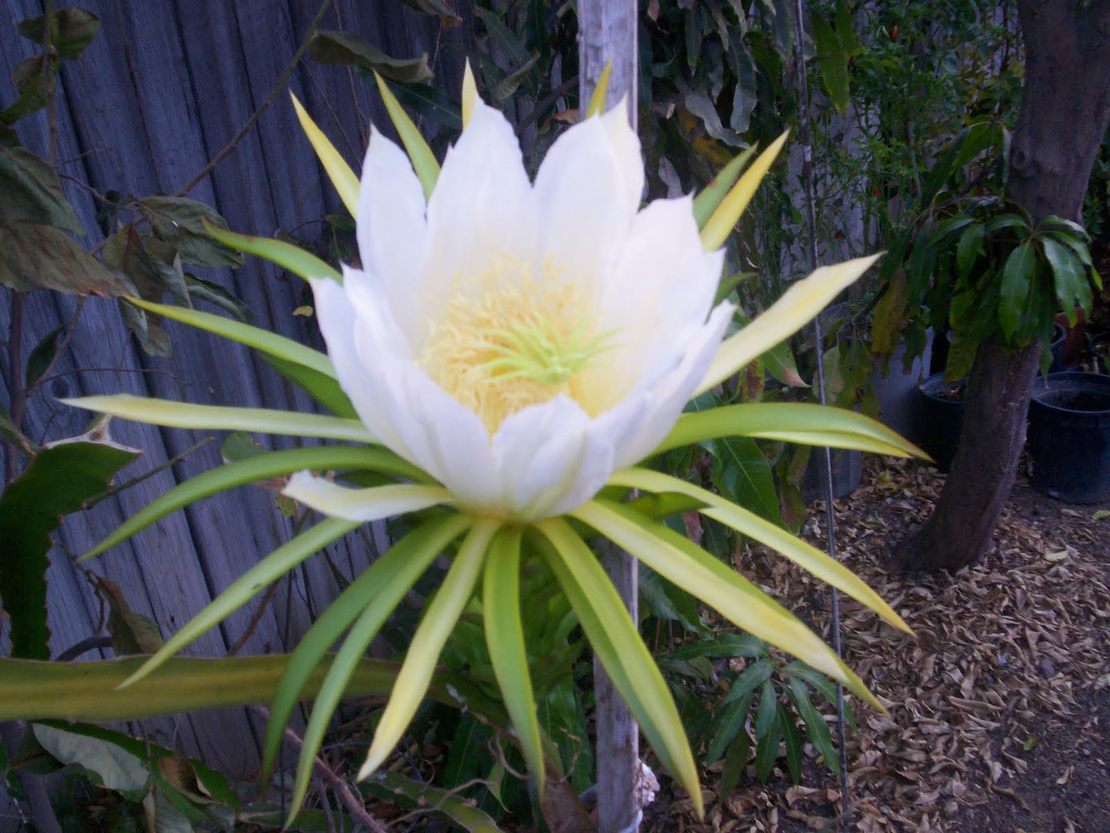 Dragon Fruit Flower