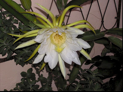 Dragon Fruit Flower