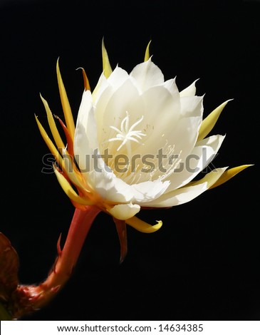 Dragon Fruit Flower