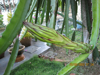 Dragon Fruit Flower Bud