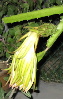 Dragon Fruit Flower Bud