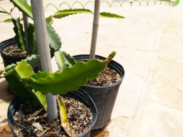Dragon Fruit Flower Bud