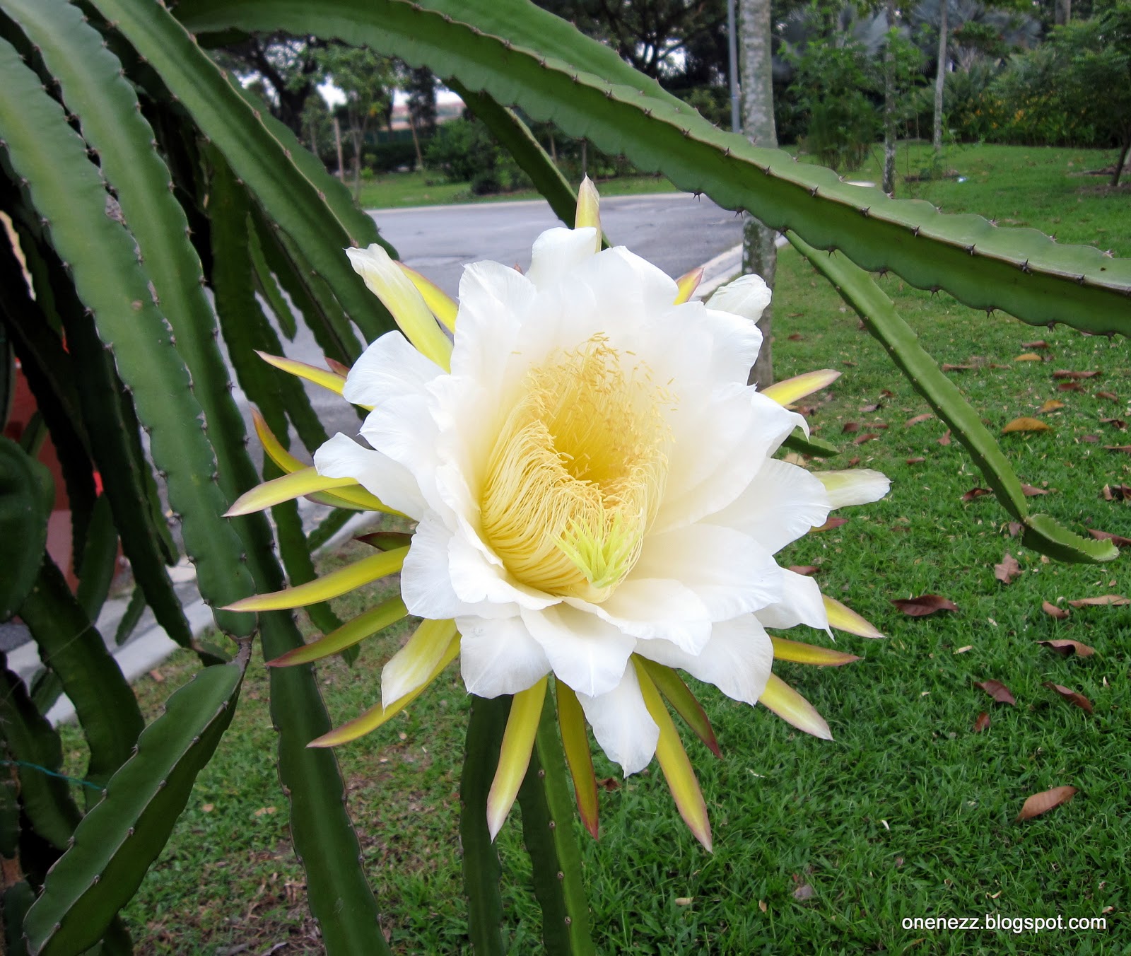 Dragon Fruit Flower Drop