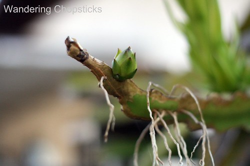 Dragon Fruit Flower Drop