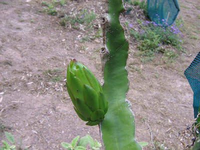 Dragon Fruit Flower Drop