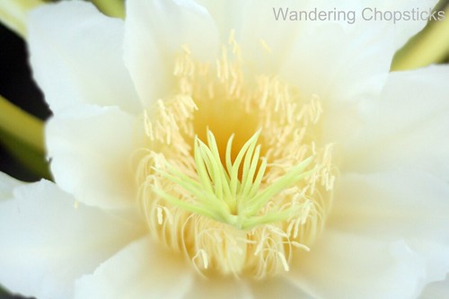Dragon Fruit Flower Drop