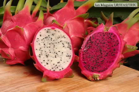 Dragon Fruit Flower Drop