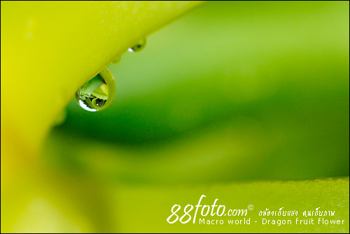 Dragon Fruit Flower Drop