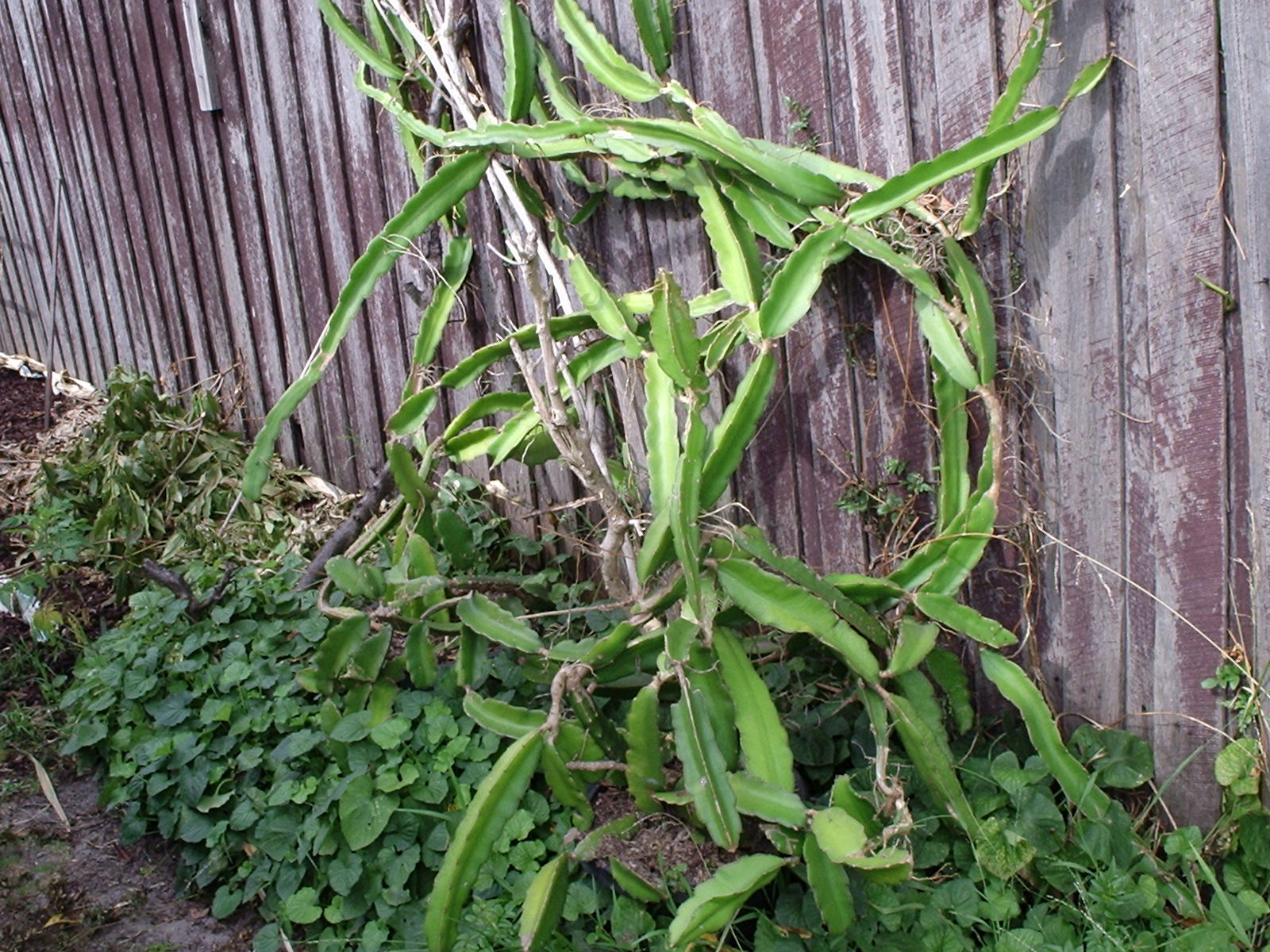 Dragon Fruit Flower Drop