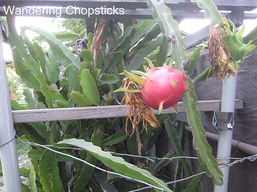 Dragon Fruit Flower Drop