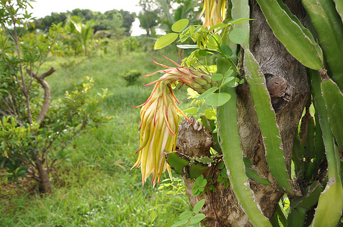Dragon Fruit Flower Drop