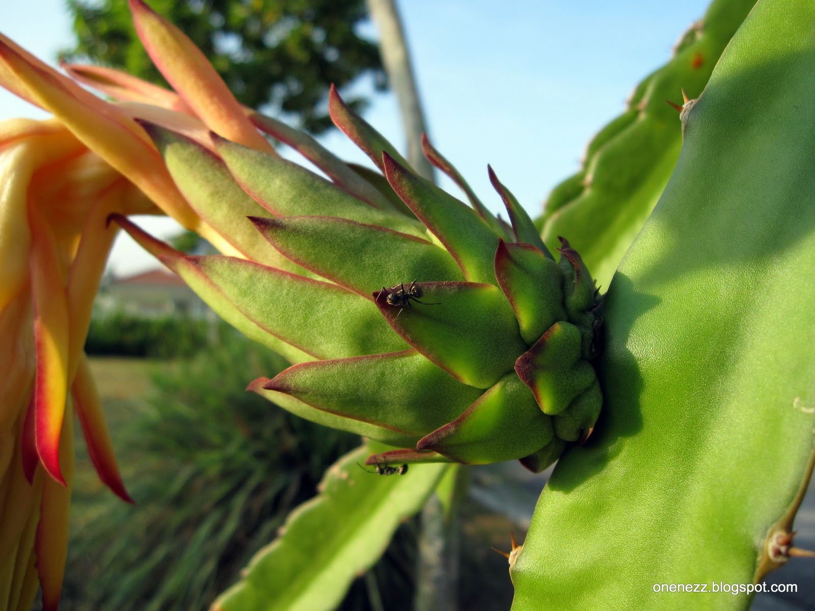 Dragon Fruit Flower Drop