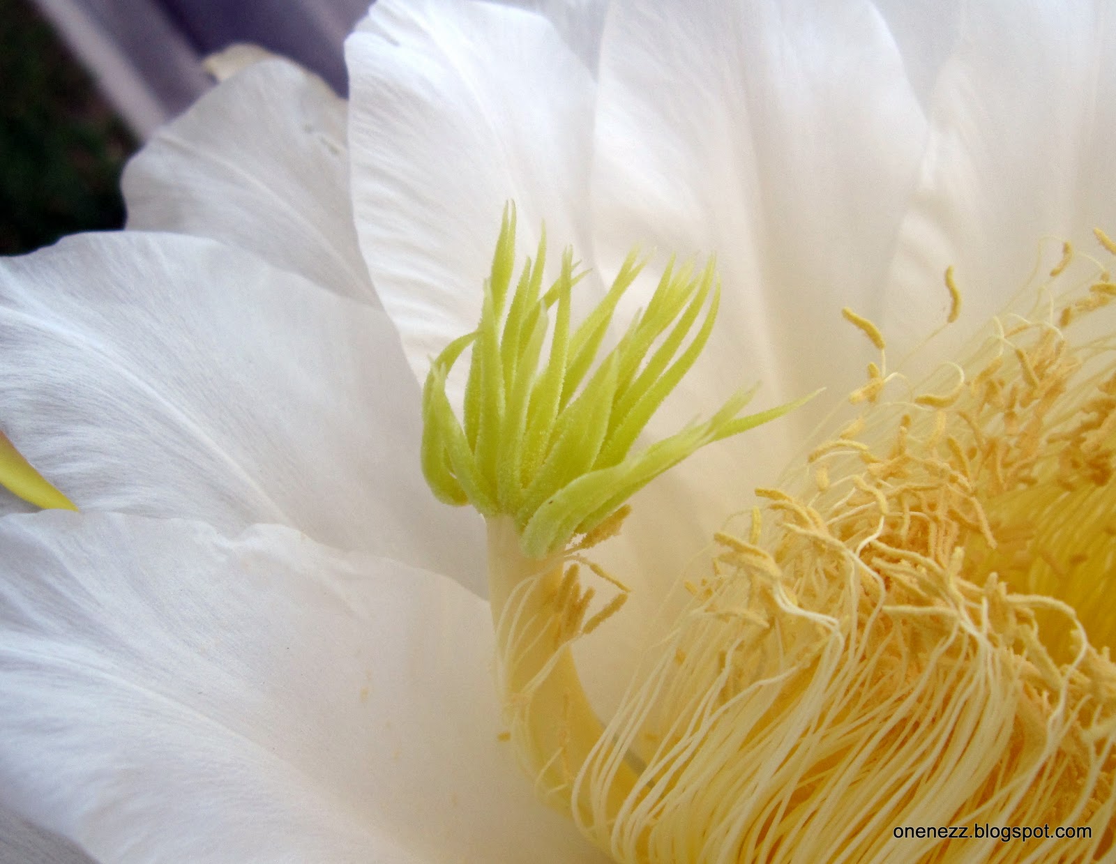 Dragon Fruit Flower Pollination
