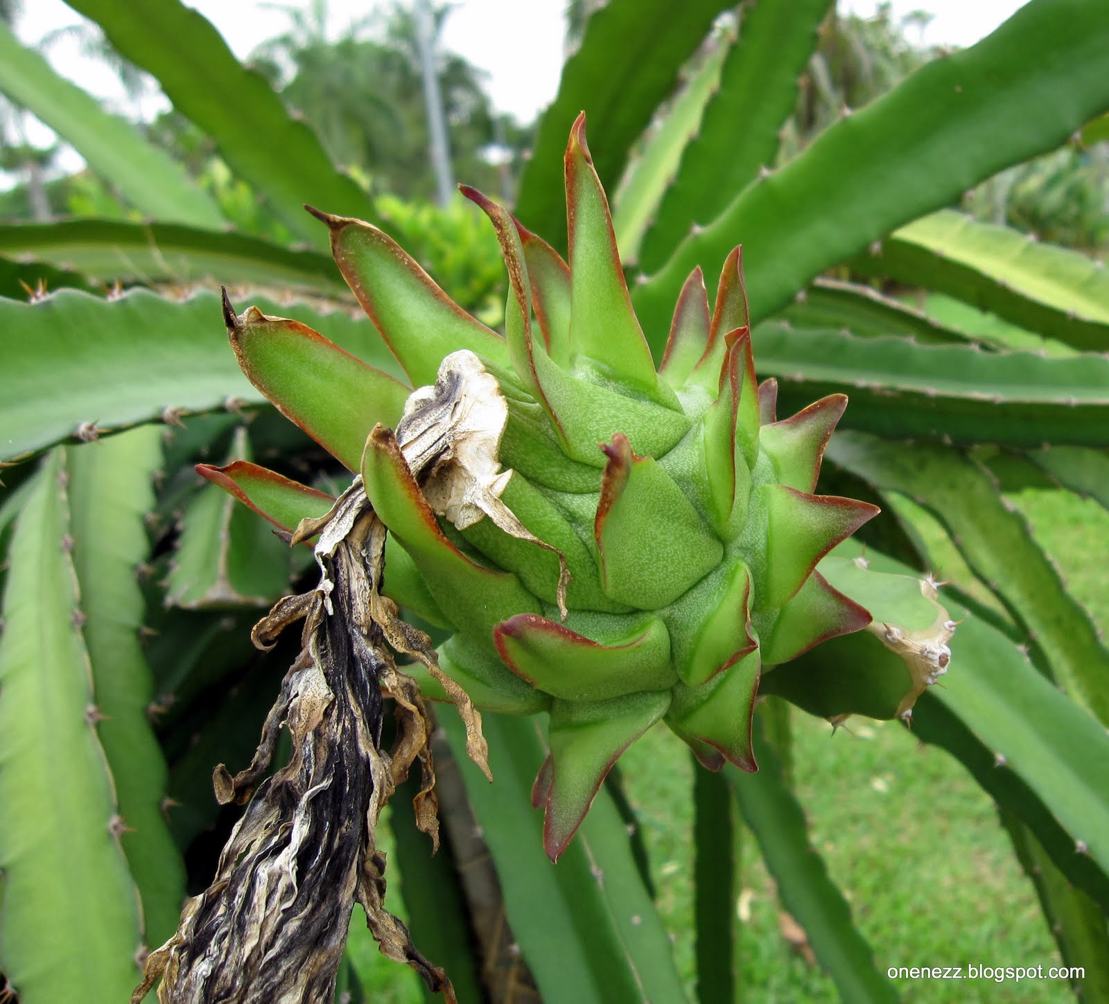 Dragon Fruit Flower Pollination