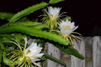 Dragon Fruit Flower Pollination