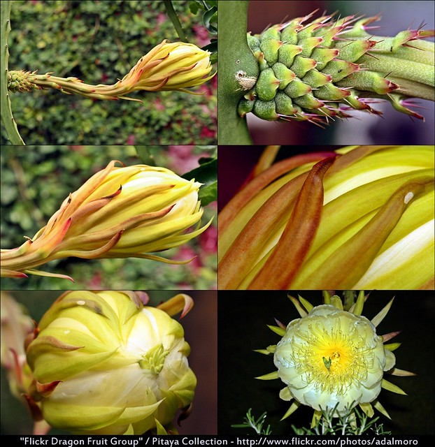 Dragon Fruit Flower Pollination