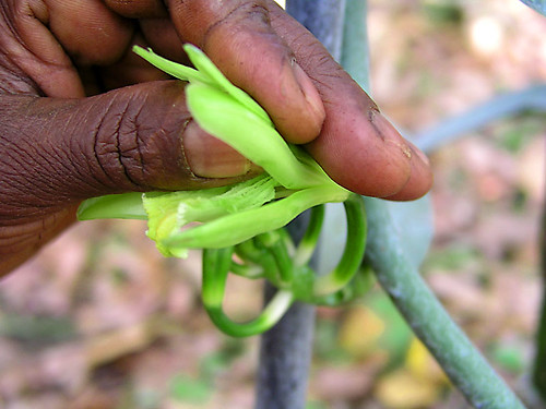 Dragon Fruit Flower Pollination