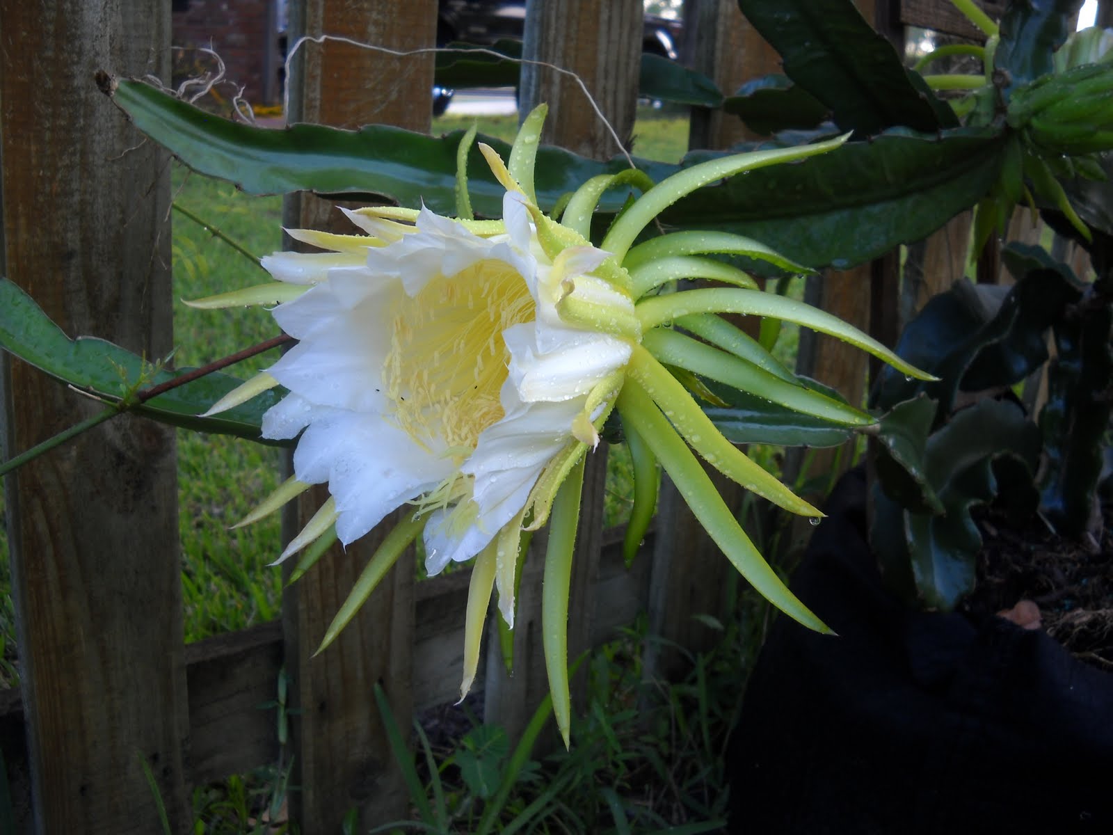 Dragon Fruit Flower Pollination