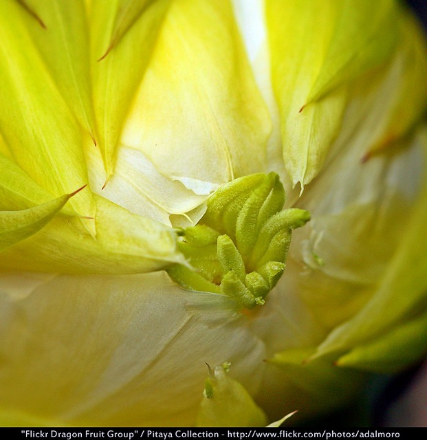 Dragon Fruit Flower Pollination