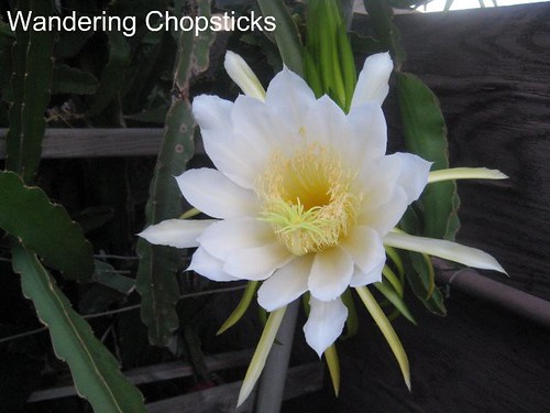 Dragon Fruit Flower Tea