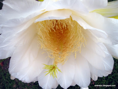 Dragon Fruit Flower Tea