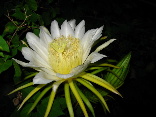 Dragon Fruit Flower Tea