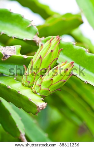 Dragon Fruit Flower Tea