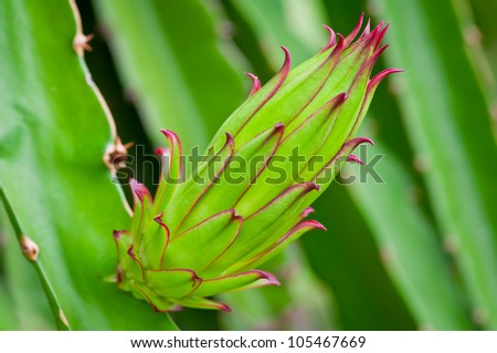 Dragon Fruit Flower Tea