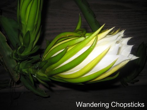 Dragon Fruit Flowers Drop Off