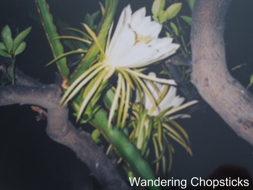 Dragon Fruit Flowers Drop Off