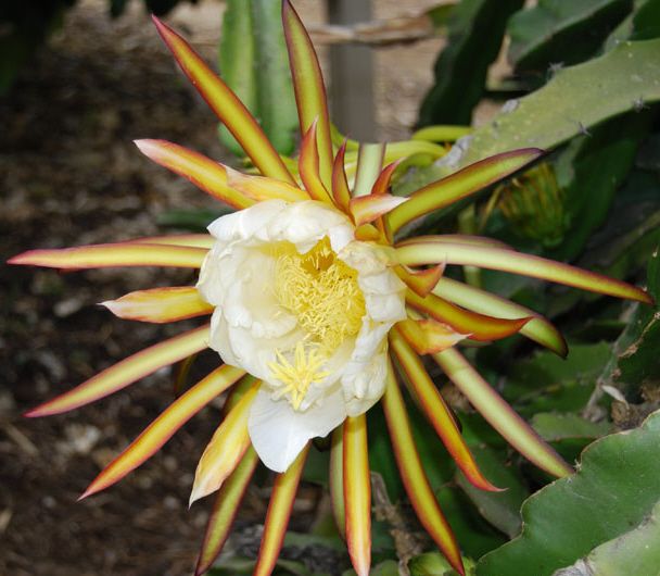 Dragon Fruit Flowers Drop Off
