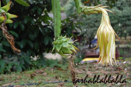 Dragon Fruit Flowers Drop Off